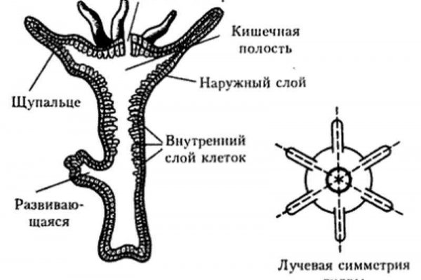 Кракен онион vk2 top