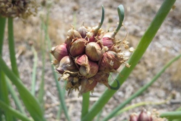 Tor мега ссылка mega ssylka onion com